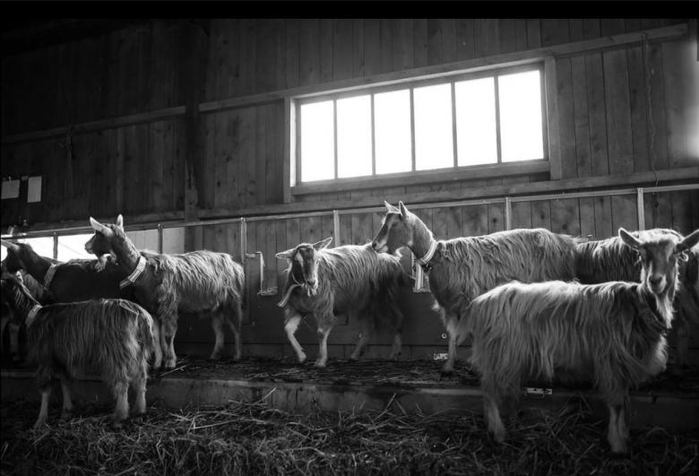 Le capre della Touvière