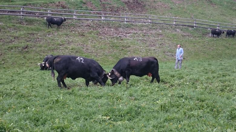 Libradas a su suerte, las vacas Herens instintivamente se desafían unas a otras para establecer una jerarquía en el rebaño.