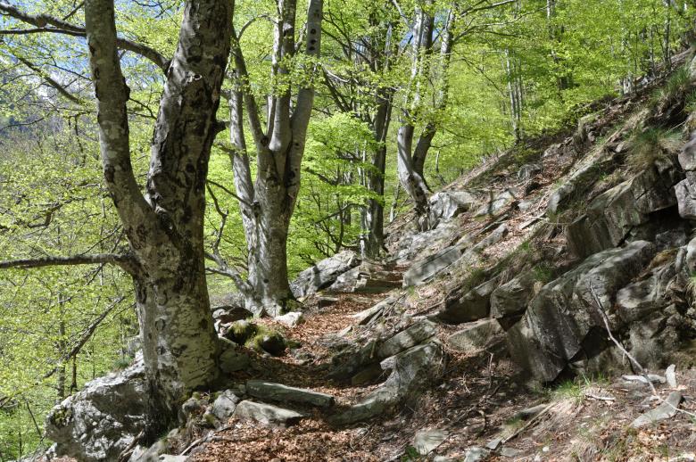 Waldreservat in den Tälern Lodano, Busai und Soladino (Tessin)