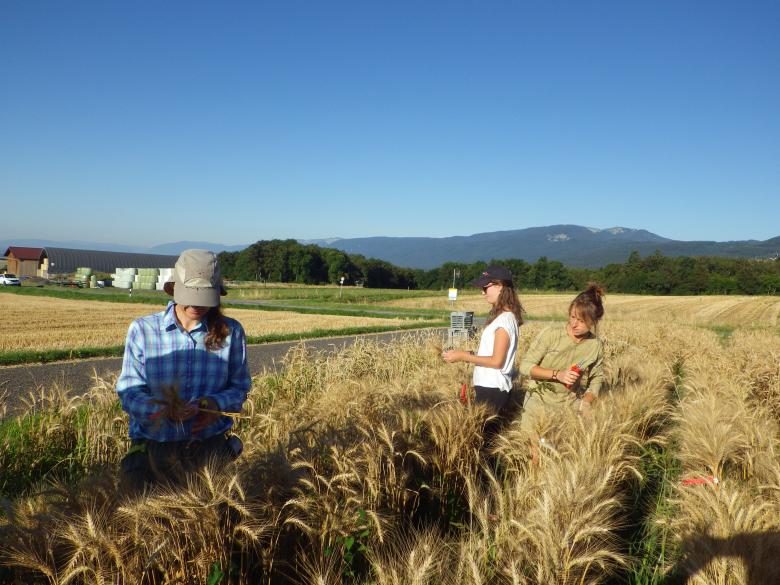 ForscherInnen von Agroscope testen die Krankheitsresistenz von Getreidesorten. © Carole Parodi, Agroscope
