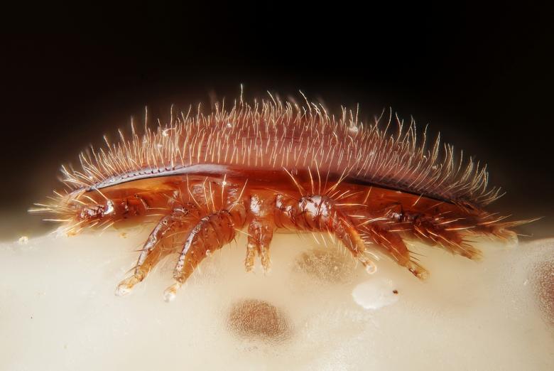The Varroa mite
