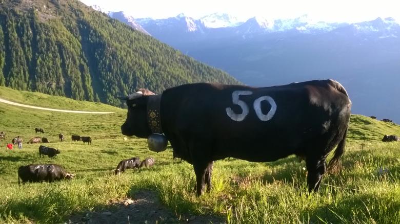 La competencia está abierta a vacas de más de dos años y medio de edad que pesen entre 400 y 900 kg.