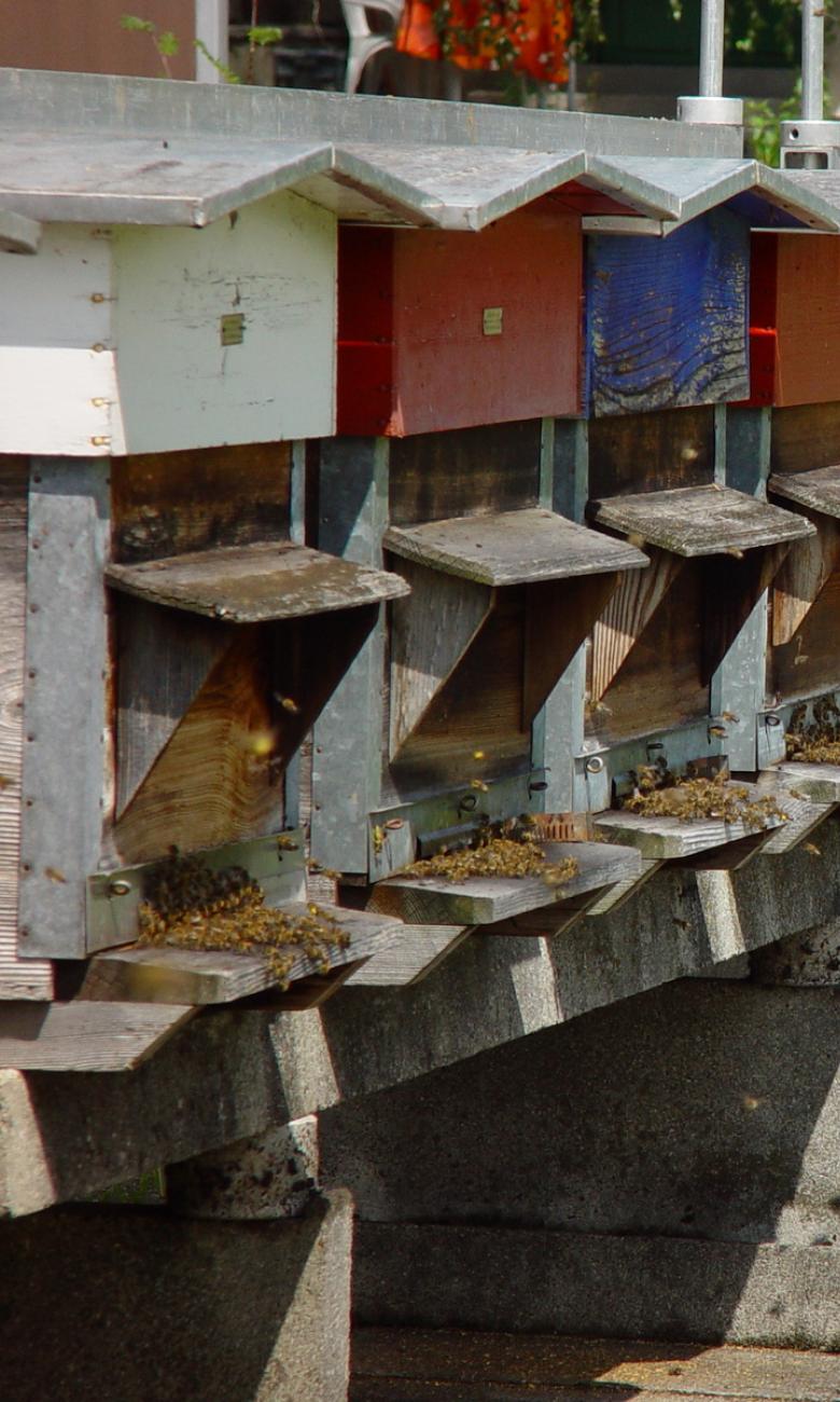 Bienenstöcke des Zentrums für Bienenforschung (ZBF) Ⓒ Agroscope