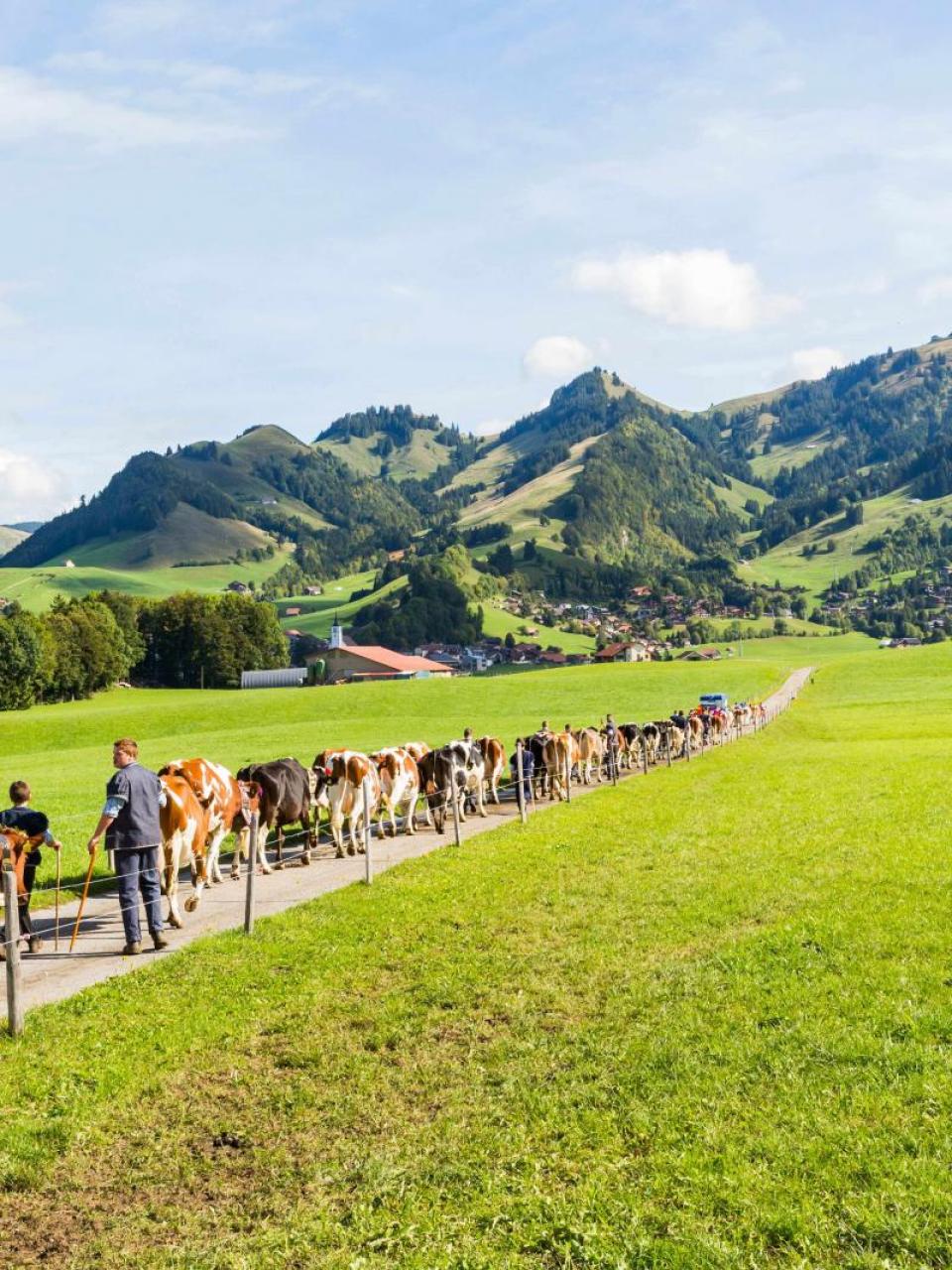 Die Kuh – eine Schweizer Ikone 
