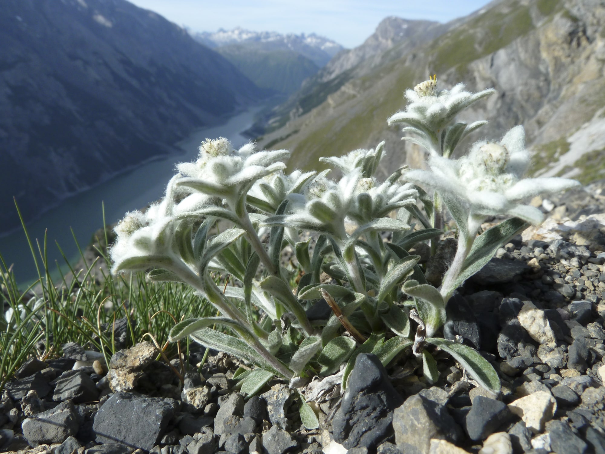 edelweiss