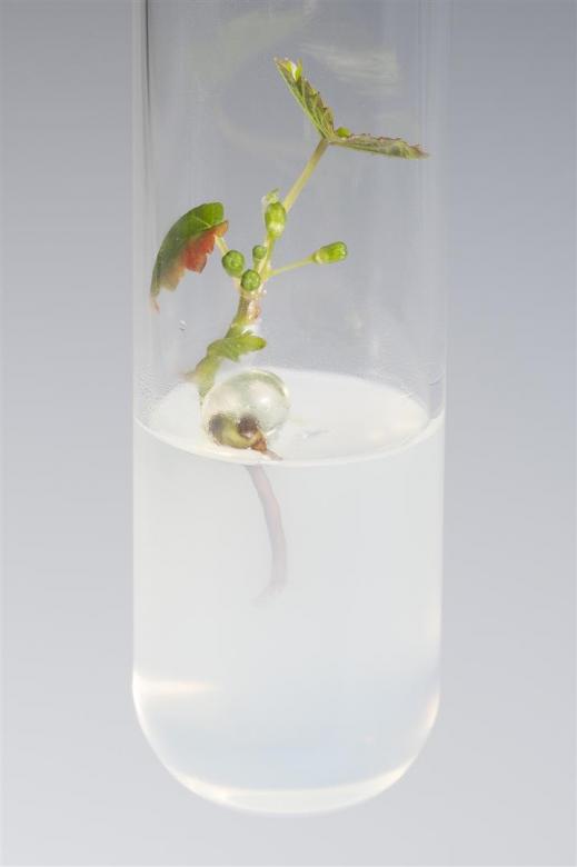 Grapevine seedlings in vitro