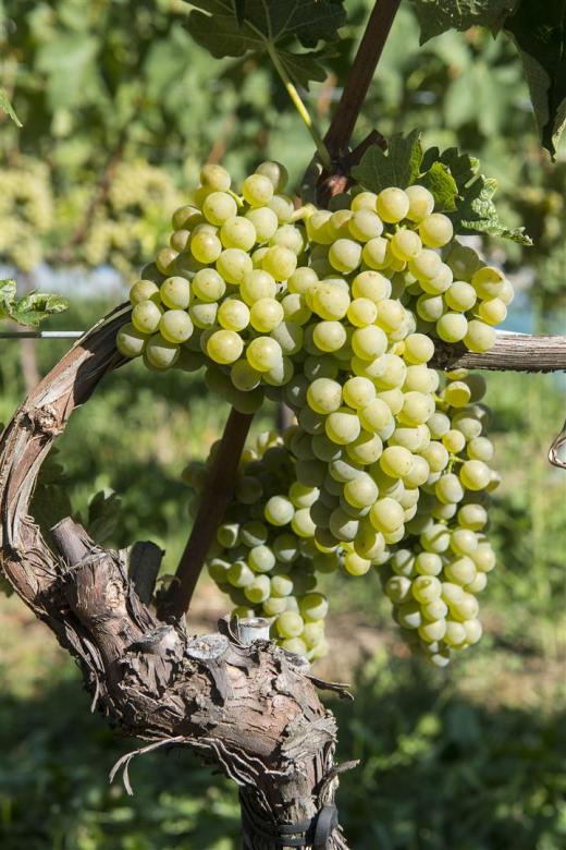 ) White Divona grapes