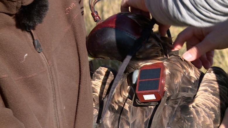 A GPS tag weighing about ten grammes is fixed onto Lea's back.