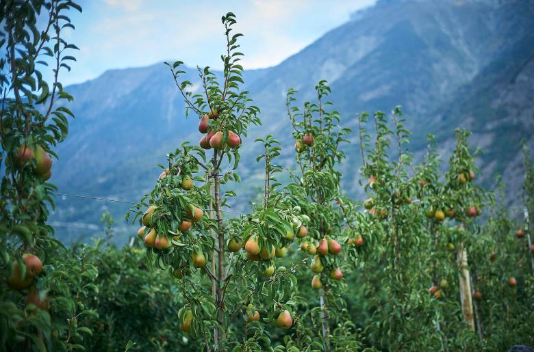 Twenty hectares of the variety have already been planted in Switzerland. © Sedrik Nemeth