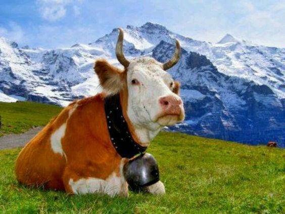 Swiss cow