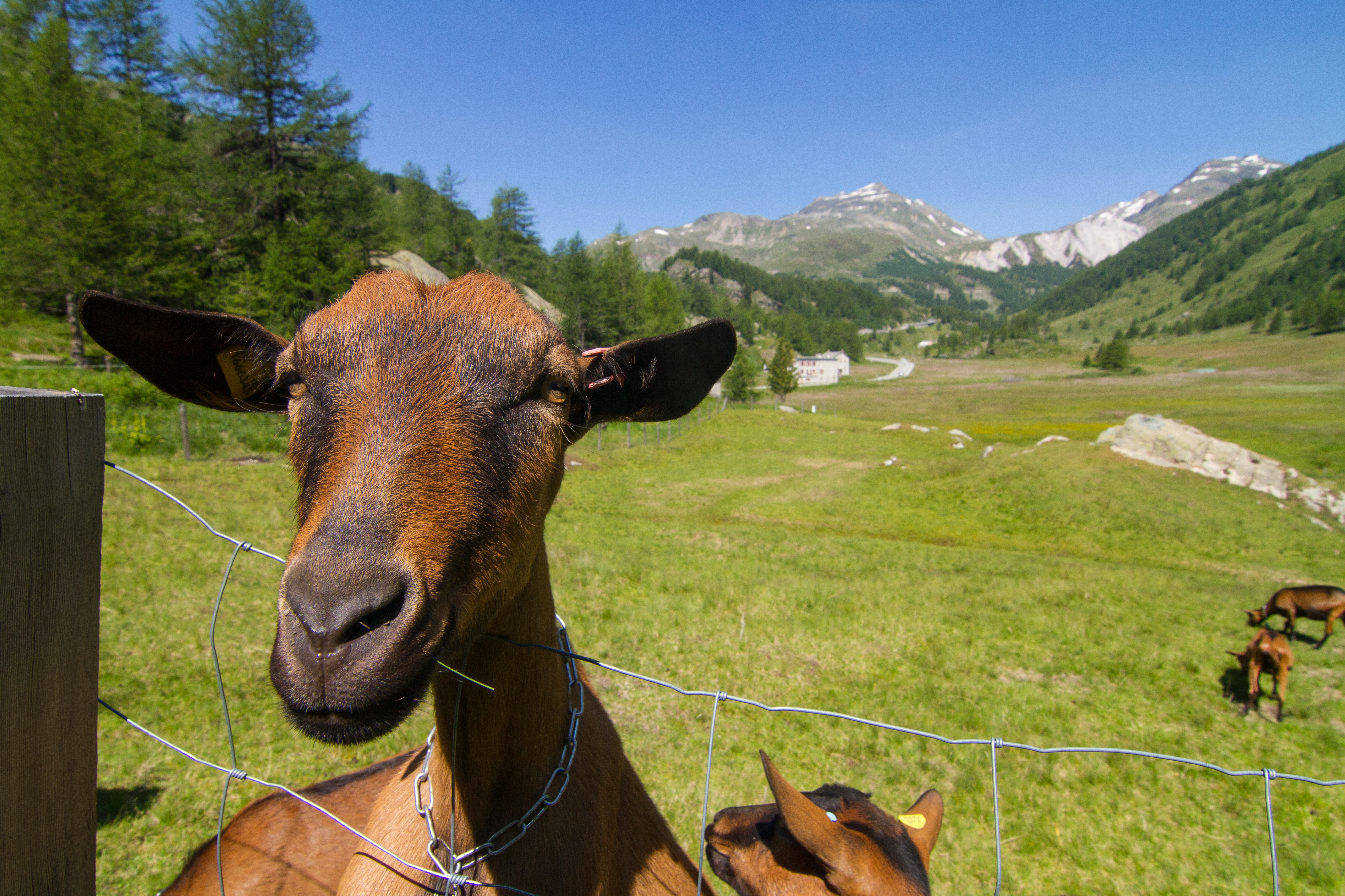 Val Poschiavo - Maiola