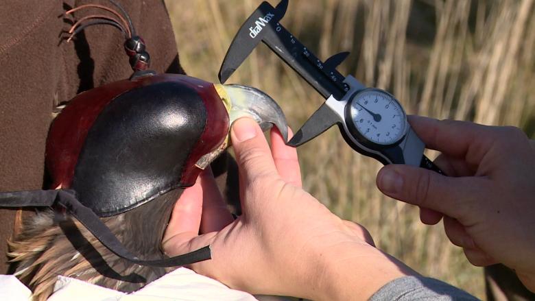 Les techniciens de terrain effectuent différentes mesures sur le spécimen capturé pour répertorier les aigles royaux dans une base de données. 