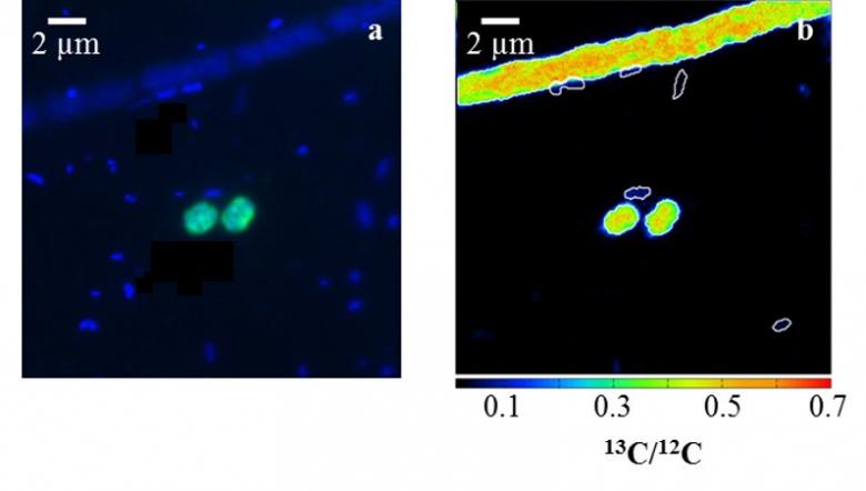 Crenothrix bacteria © Eawag