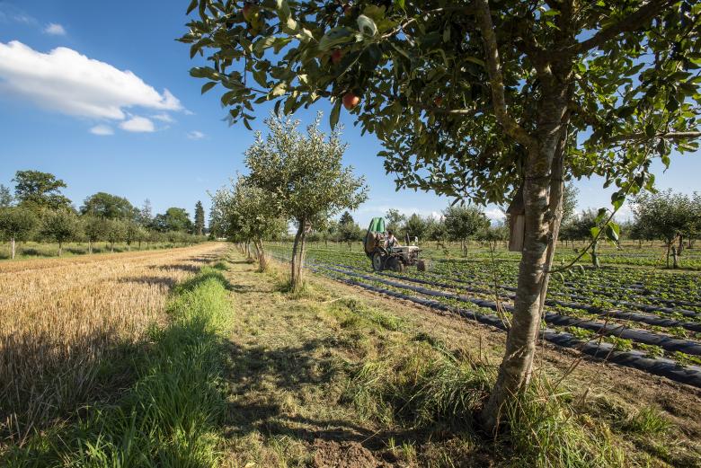 43% des émissions de gaz à effet de serre causées par l’agriculture en Europe pourraient être compensées si 9% des surfaces agricoles étaient converties à l’agroforesterie © Agroscope, Gabriela Brändle