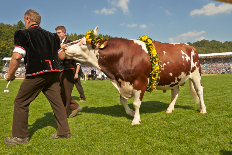 Stier für den Gewinner