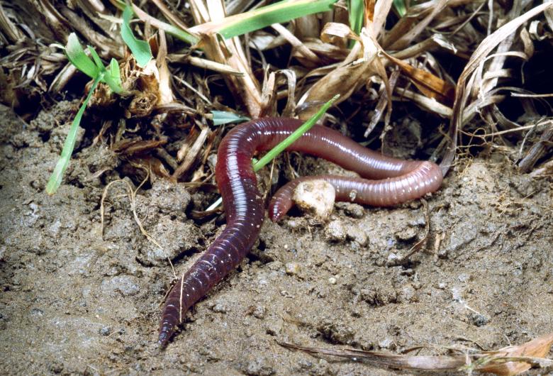 ‘Sounding Soil’ aims to give a ‘voice’ to soil-dwelling creatures like earthworms © Agroscope, Gabriela Brändle