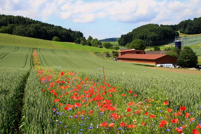 Strips of flowers