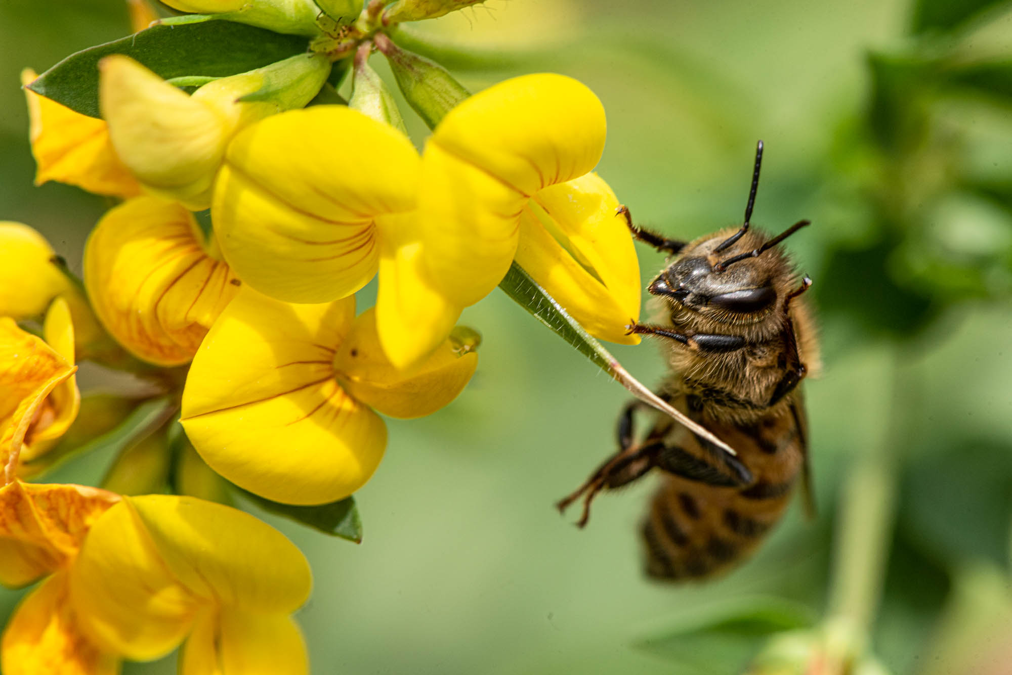 Bee in flight – copyright Barbara Hess