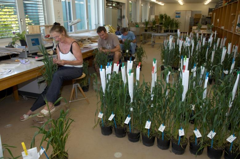 Plant pollination for breeding purposes is done by hand © Carole Parodi Agroscope