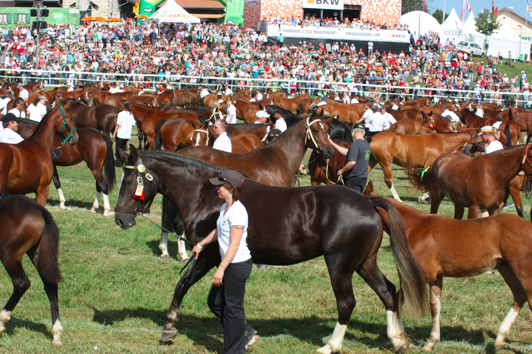 horse show Saignelegier