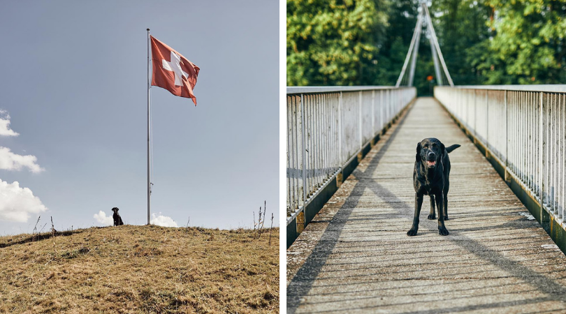 Labrador Trixi