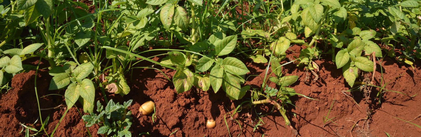 A terme, le projet PERECUSO aspire à proposer de nouveaux modèles de traitement adaptés à la production cubaine de pommes de terre © Agroscope, Thomas Bucheli