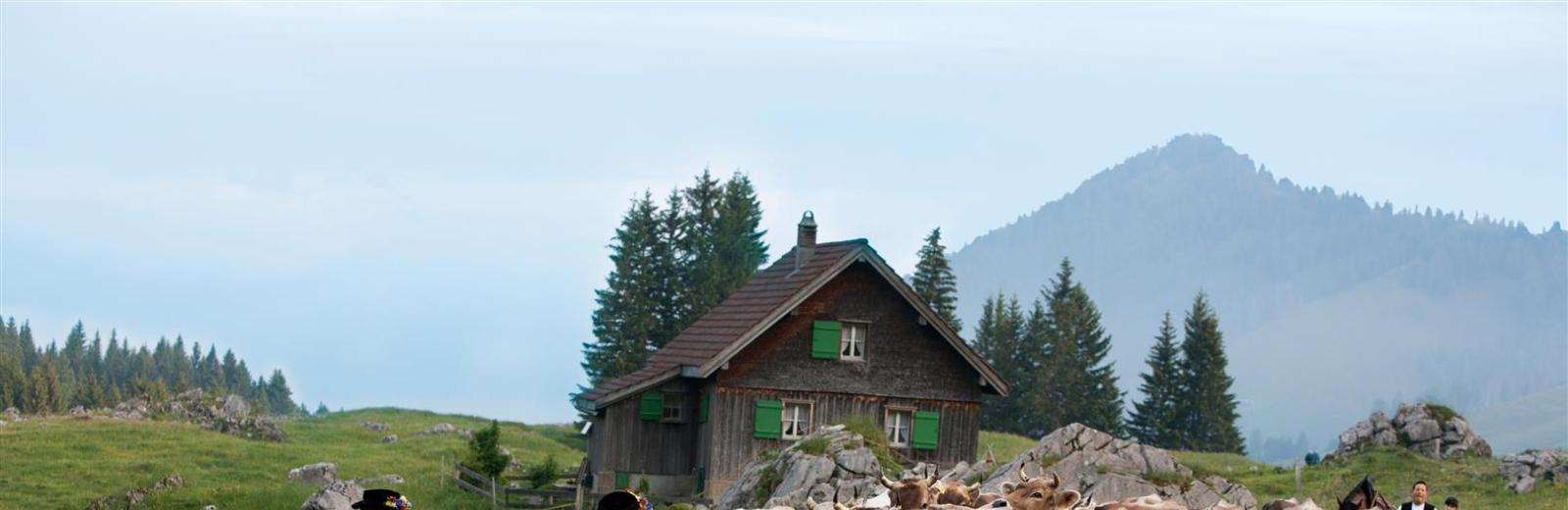 Des vaches sur le chemin des pâturages © Switzerland Tourism