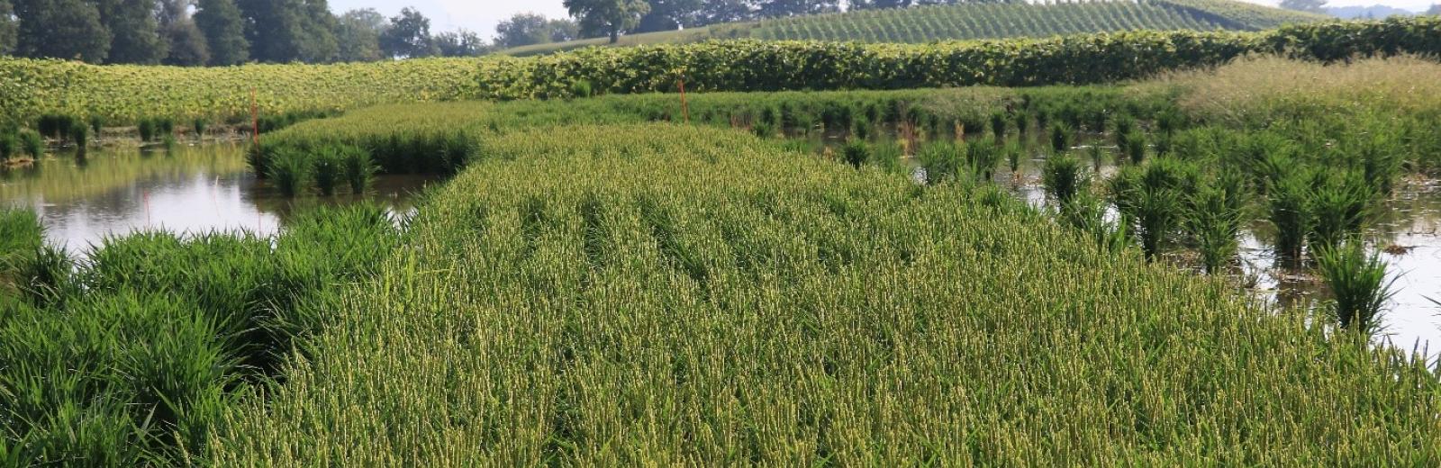 In Zusammenarbeit mit dem Landwirt Hans-Rudolf Mühlheim führt Agroscope in Schwadernau (Kanton Bern) Reisanbauversuche durch. © Kathrin Hartmann