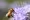 Abeille.jpg