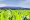 corn.png