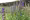 Hyssop (grown by Maurice Masserey) 
