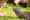 guinea pig.jpg