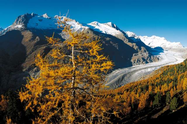 Aletsch (Large).jpg