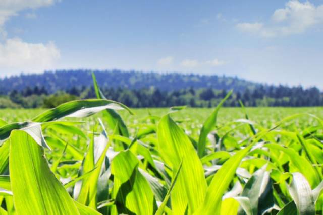 corn.png