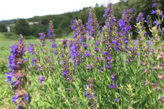 Hyssop (grown by Maurice Masserey) 