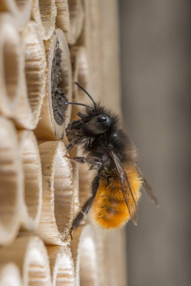 Gehörnte Mauerbiene (Osmia cornuta) mit  Lehm am BeeHome.jpg