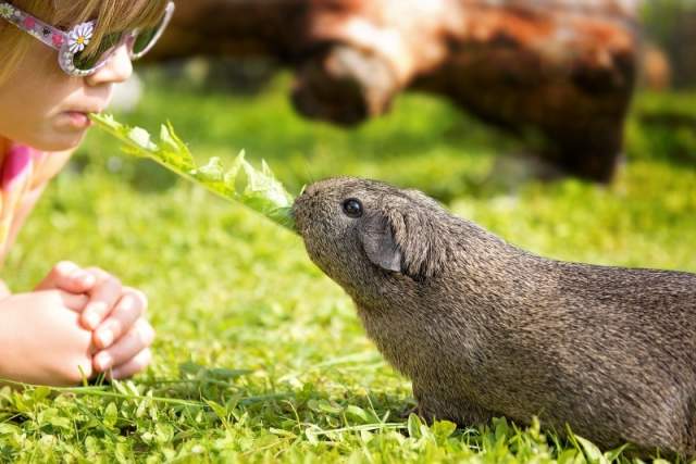 guinea pig.jpg