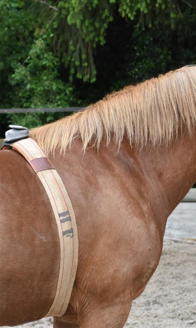Les senseurs posés sur le cheval mesurent automatiquement les mouvements de l’animal