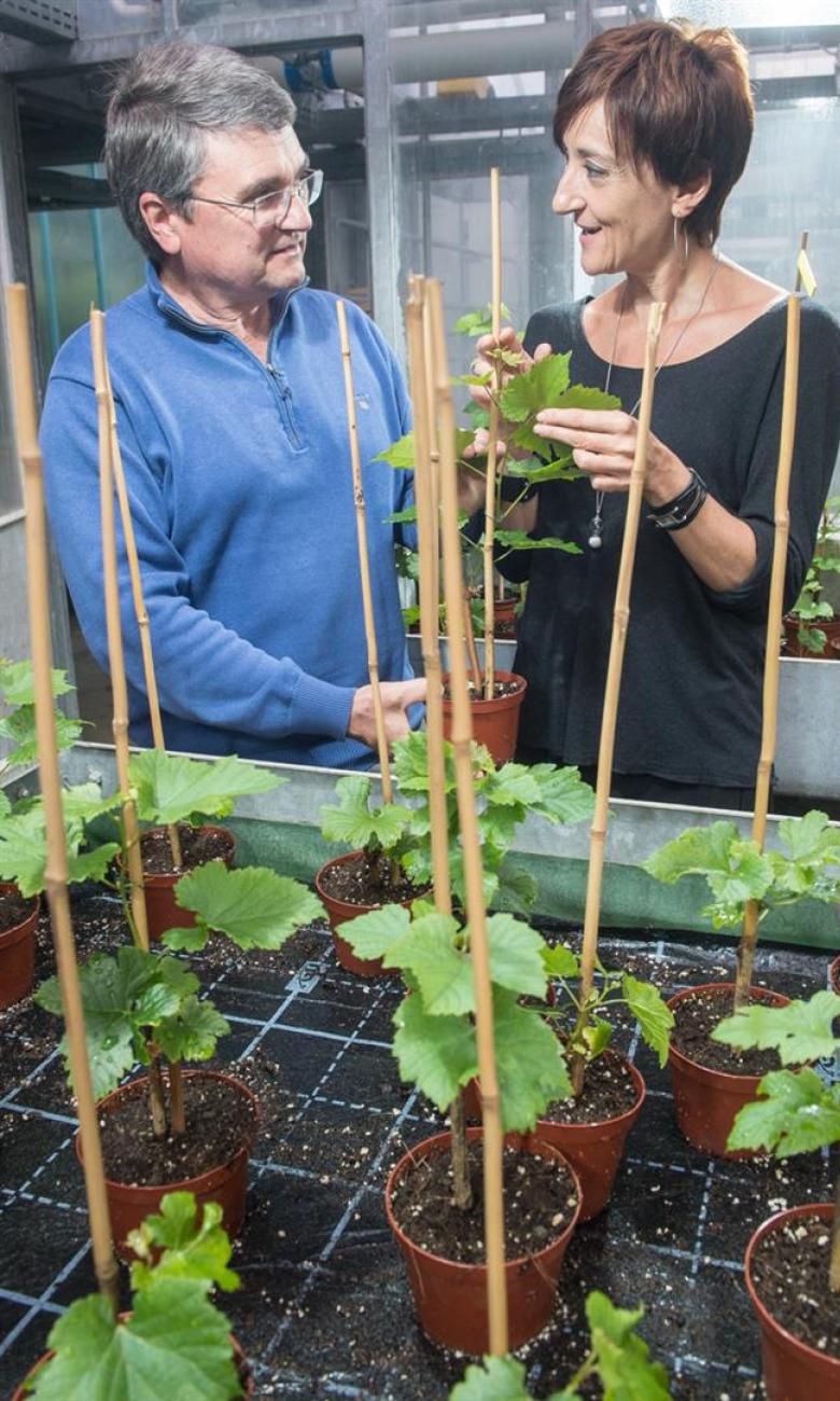 Jean-Laurent Spring, groupe de recherche viticulture, et Katia Gindro, groupe de recherche mycologie 