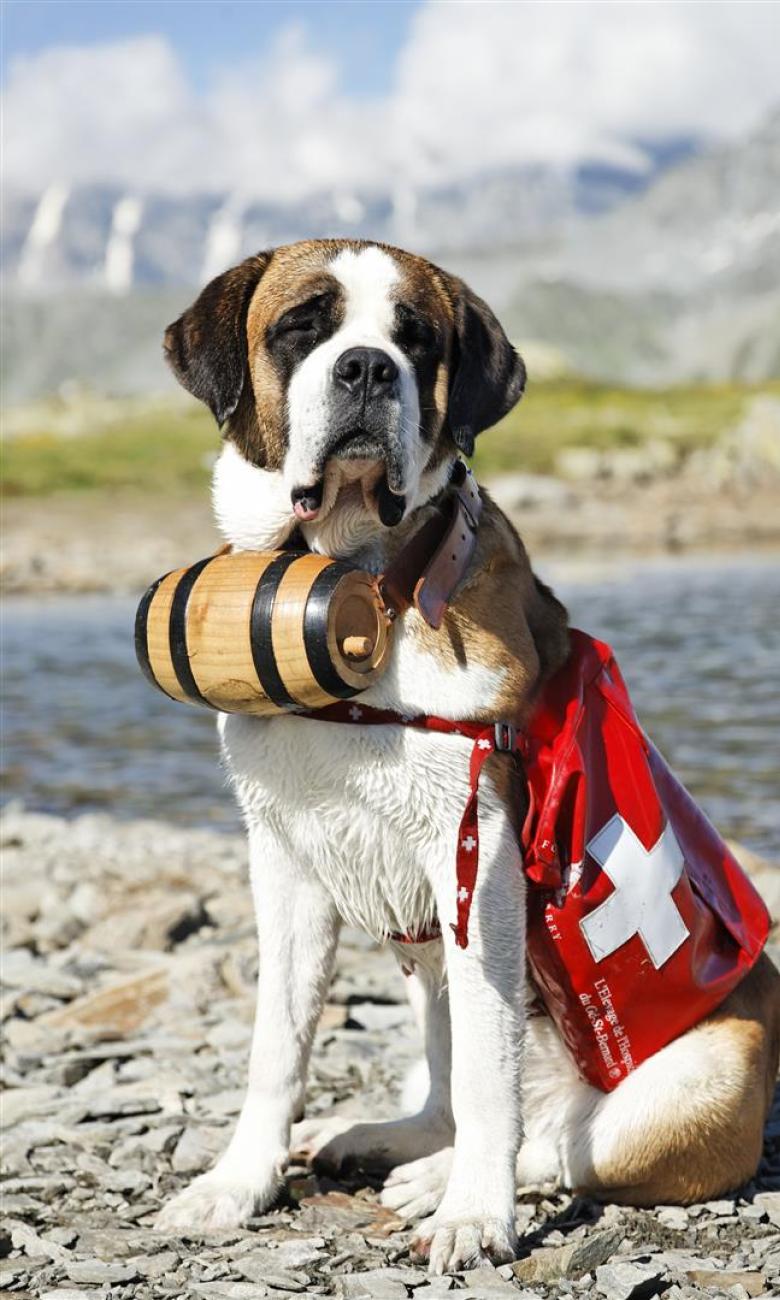 Le chien du Saint-Bernard: une épopée montagnarde | Histoire Suisse
