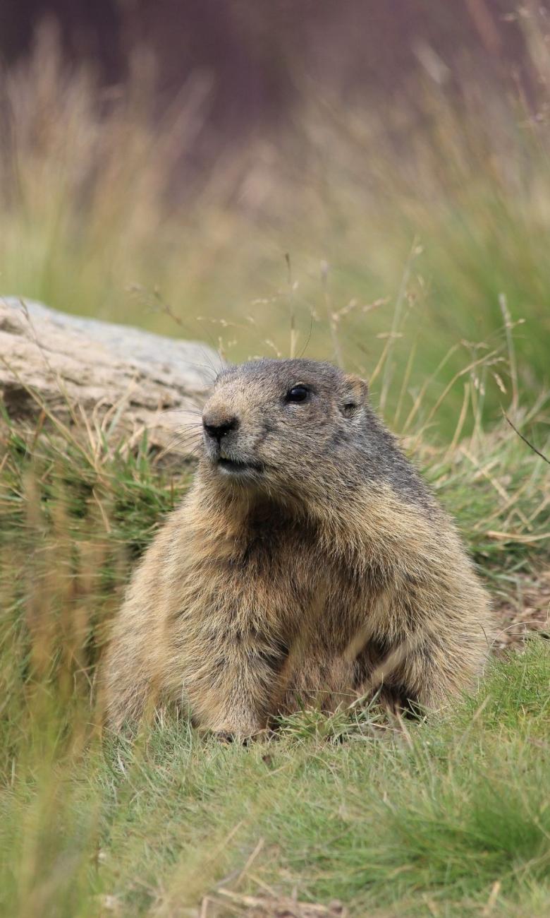 Cinq animaux typiques des montagnes suisses | House of Switzerland