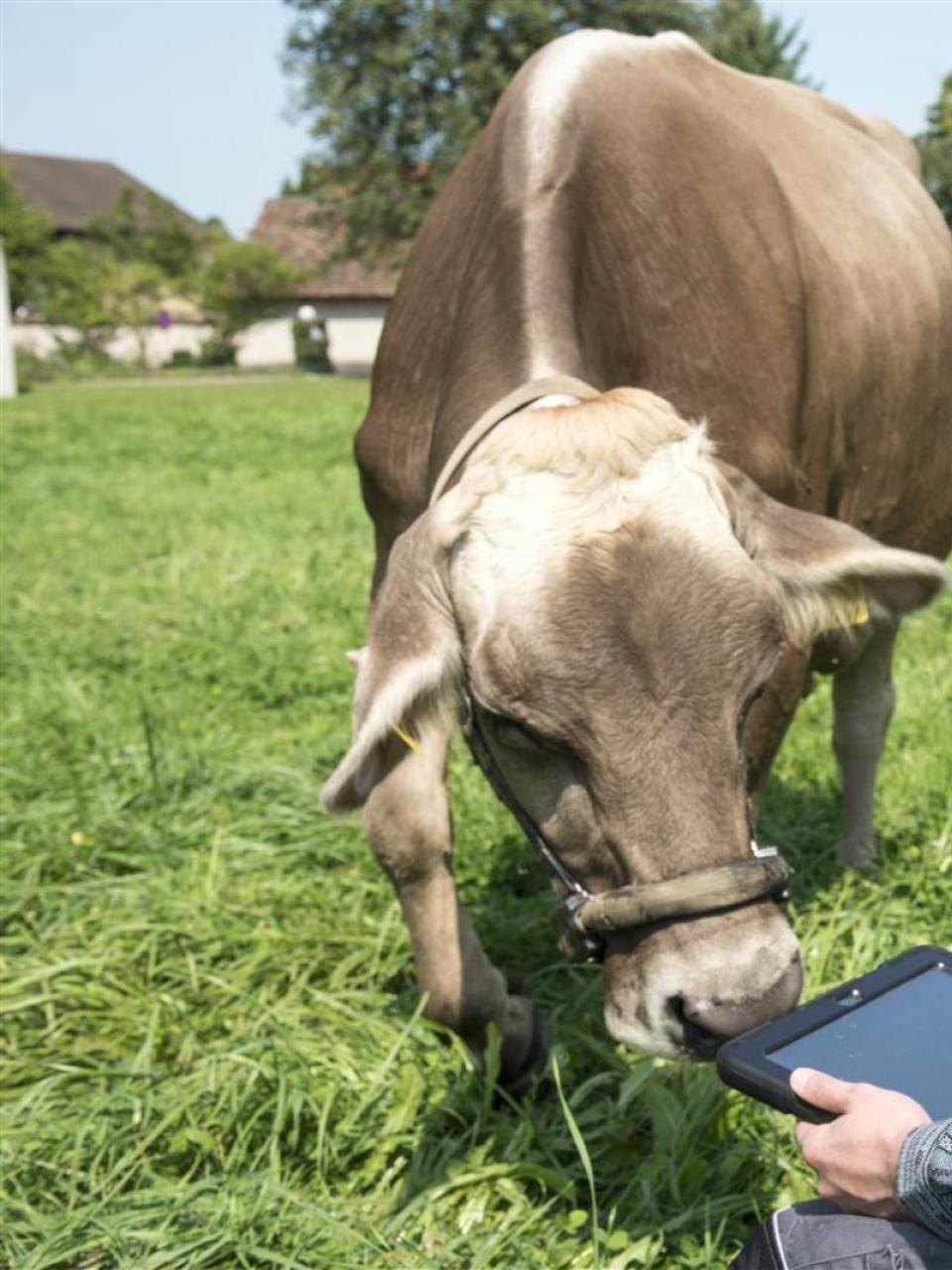 2.	Los datos proporcionados por el podómetro incorporado al bozal permiten monitorear el comportamiento de las vacas en una tableta. Copyright: Agroscope, Gabriela Brändle 