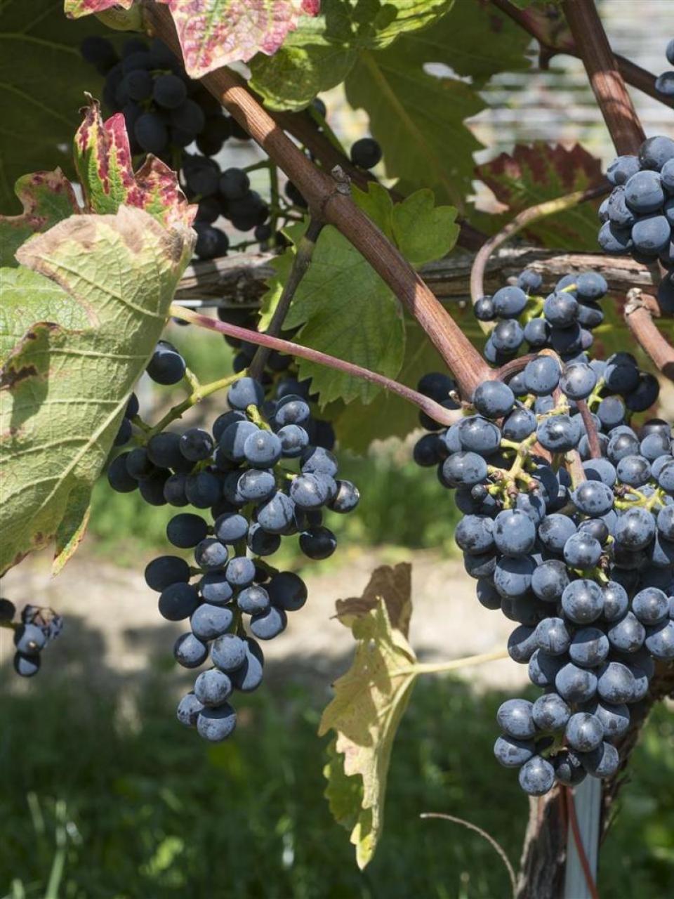 Red Divico grapes 