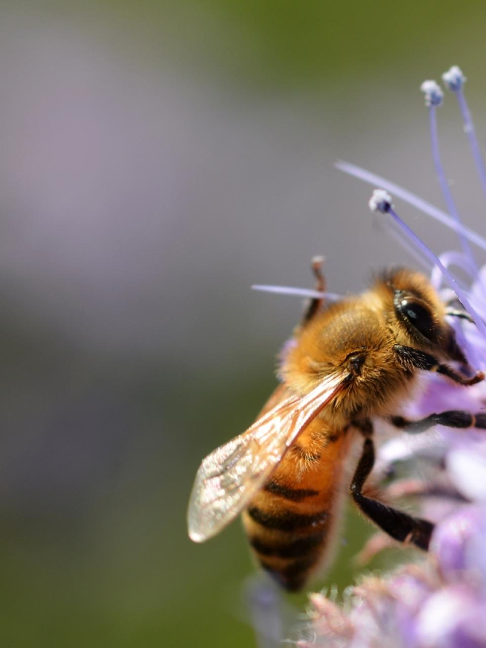 Bee Ⓒ Gilles San Martin