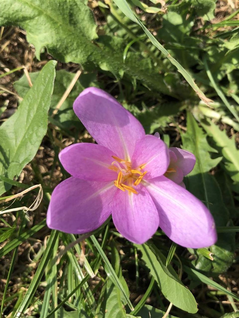The saffron flower is violet. It blossoms in the month of September in the fields of Upper Valais.